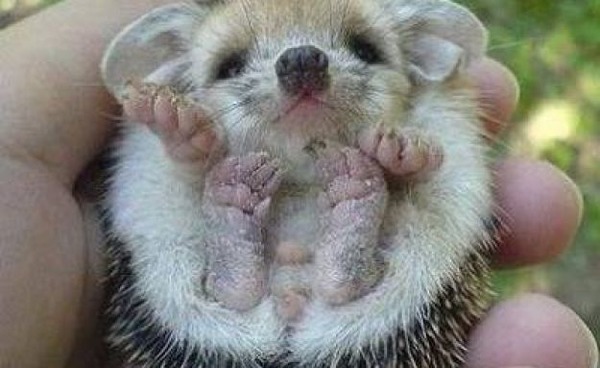 笑顔が思わず出そうな可愛すぎるハリネズミの写真