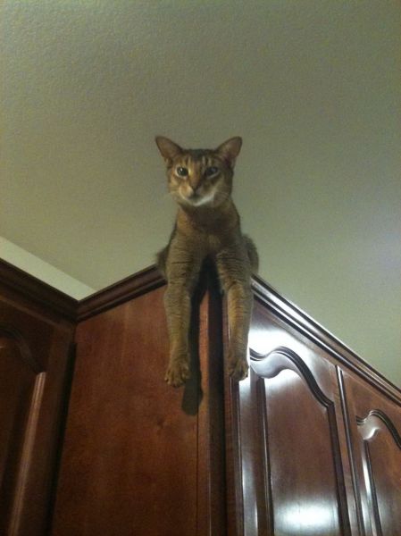 もう可愛すぎて何と言って良いのか分からない動物