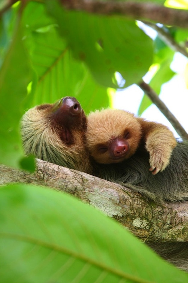 本当に仲良しの可愛い動物たちの写真
