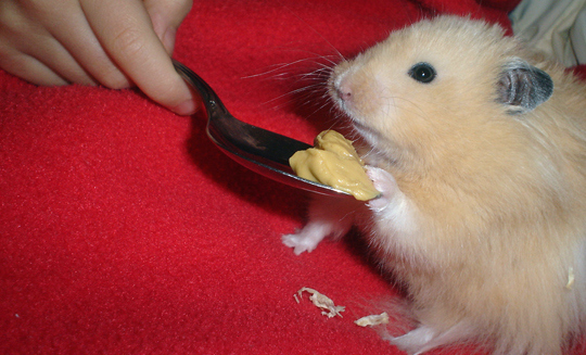 食欲のとどまるところを知らないハムスター