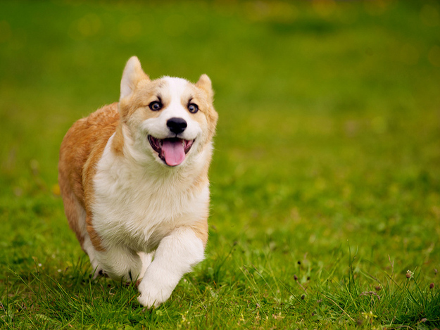 胴長のコーギー犬