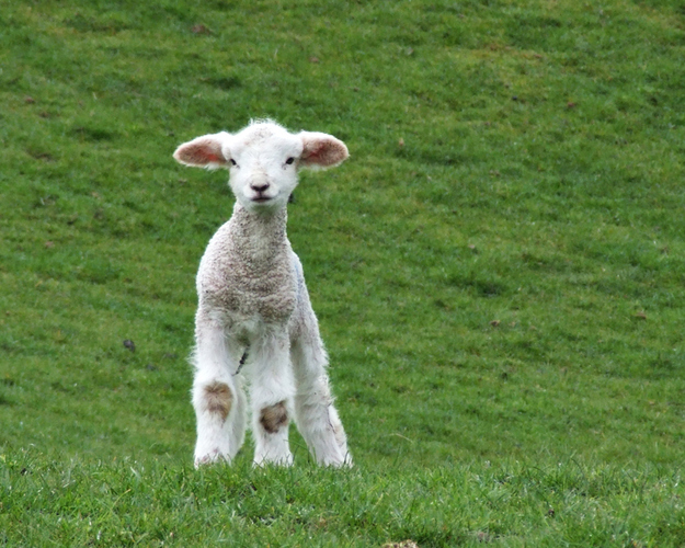 春になって動物の可愛い赤ちゃんが喜ぶ写真