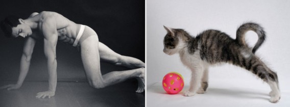 どっちが好き？同じようなポーズのイケメンと猫の比較画像