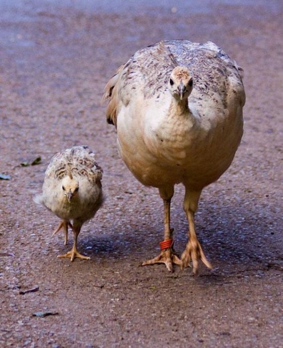 癒される動物の親子写真