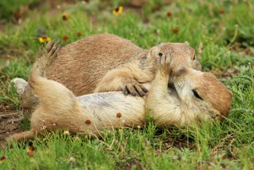 寄り添う動物たち