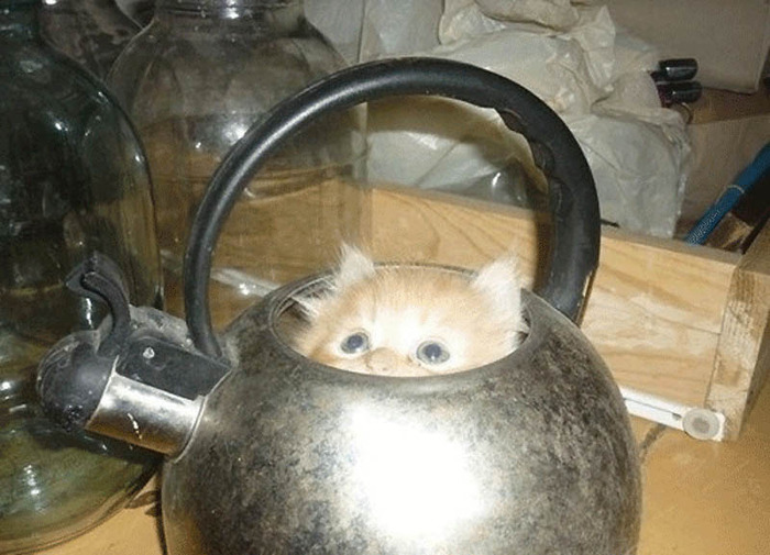 まるで液体のようなネコの写真