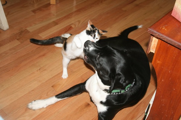 本当は仲良し？犬と猫が喧嘩している写真