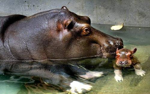 元気になれる動物の画像
