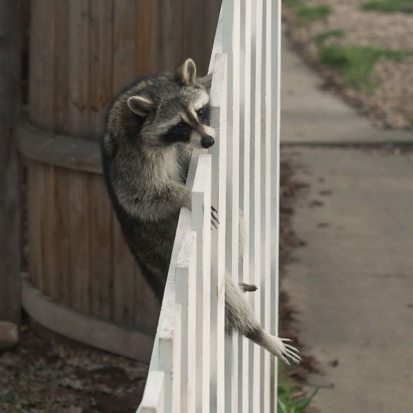 今日も可愛い動物たちの写真