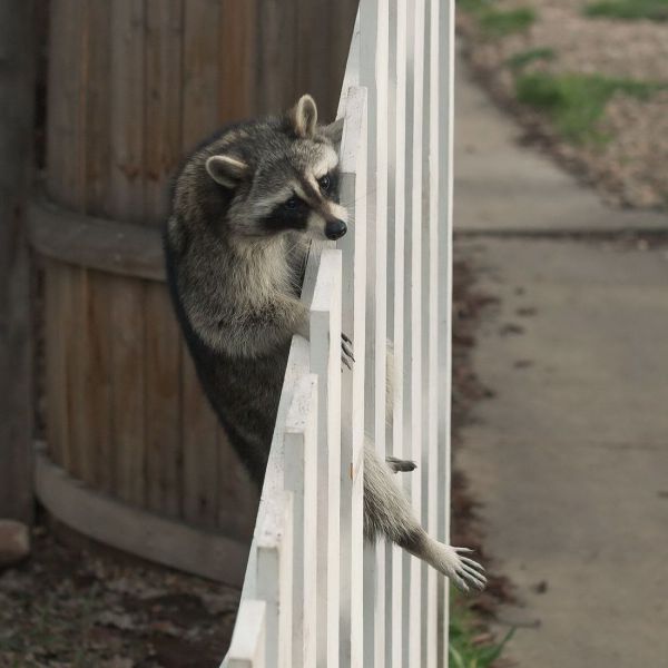 とてもキュートで可愛い動物の写真