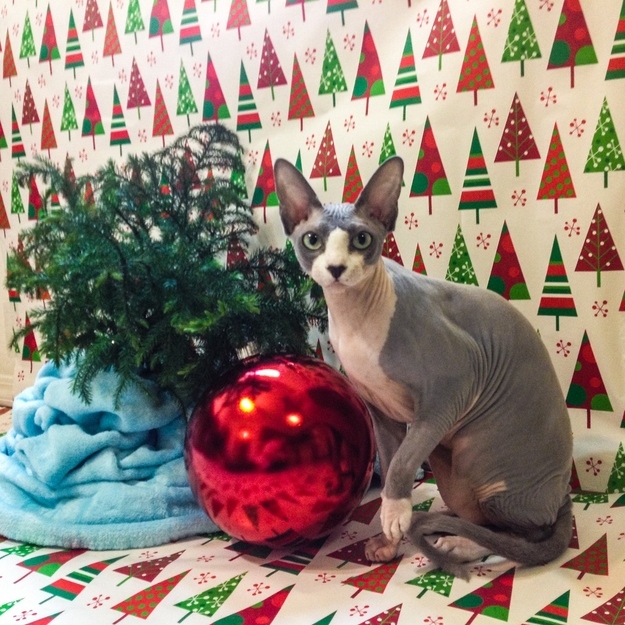 毛のない猫も結構可愛い写真