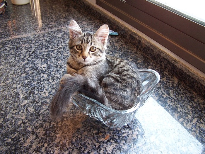 まるで液体のようなネコの写真