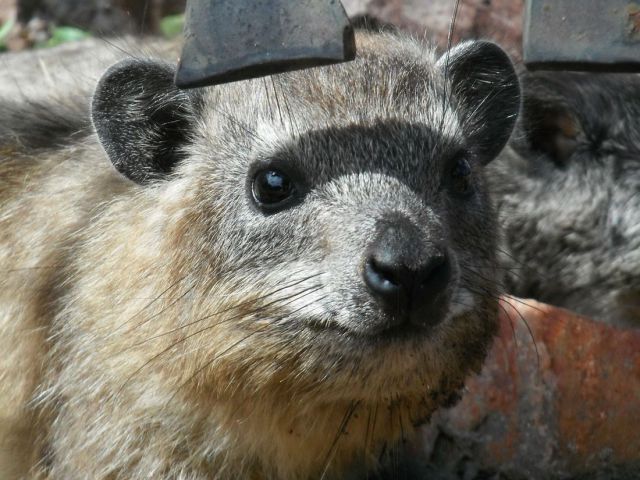 もう可愛すぎて何と言って良いのか分からない動物