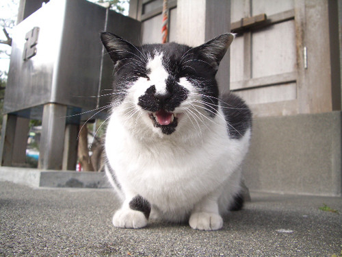 可愛すぎる猫たちの写真