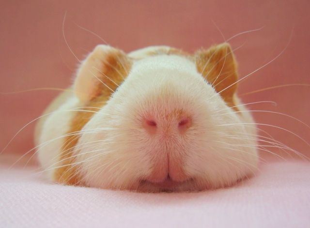 ふかふかした可愛すぎる動物画像