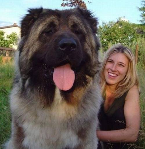 マジで驚く巨大生物の画像