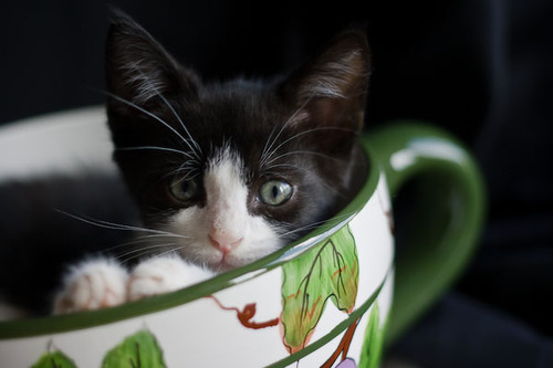 そのまま飲み干したくなるカップ入り動物の写真