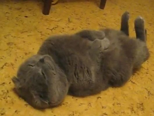 猫が寝ている姿が本当に可愛らしい写真