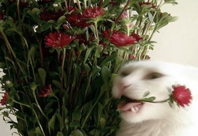 もう可愛すぎて何と言って良いのか分からない動物