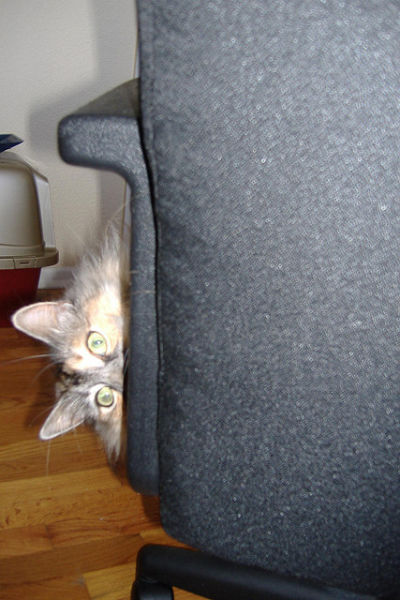 猫や犬の視線を感じる画像