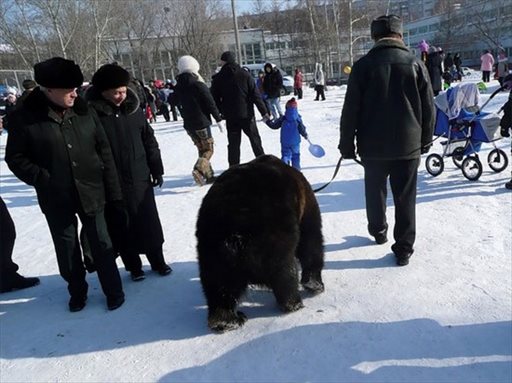 熊を散歩させるロシアの日常風景がヤバすぎる写真