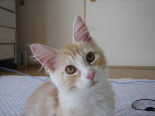 猫につられて首を傾けたら負け！
