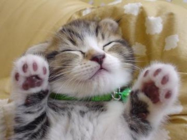 保存したくなる子猫の可愛すぎる写真