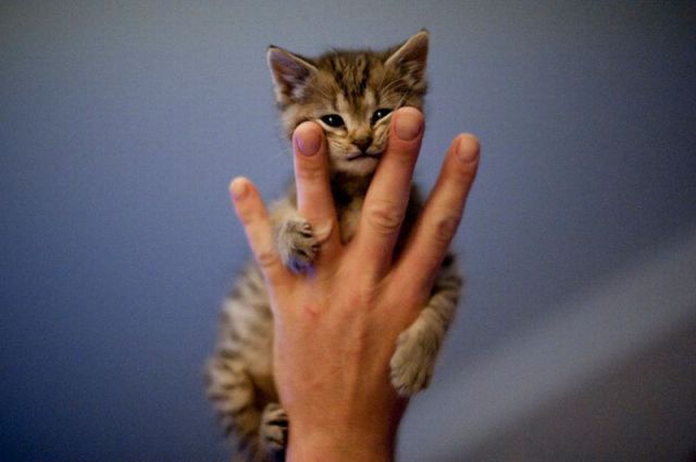 癒しの可愛い動物の画像