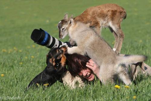 元気になれる動物の画像