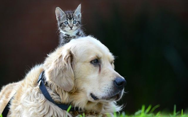 可愛すぎて一緒に笑っちゃう動物たちの写真