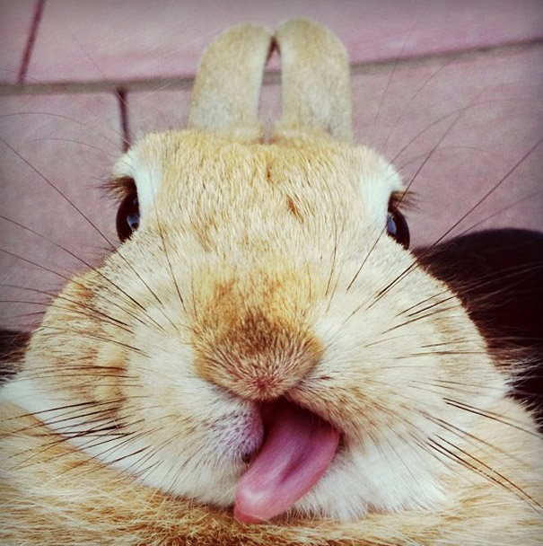 マジキチフェイスな動物たちの写真