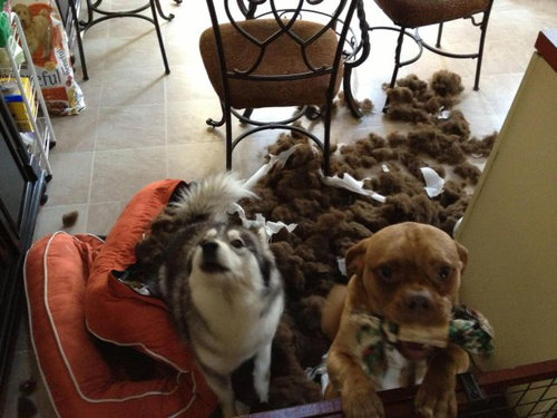 犬や猫たちの困ったいたずら写真