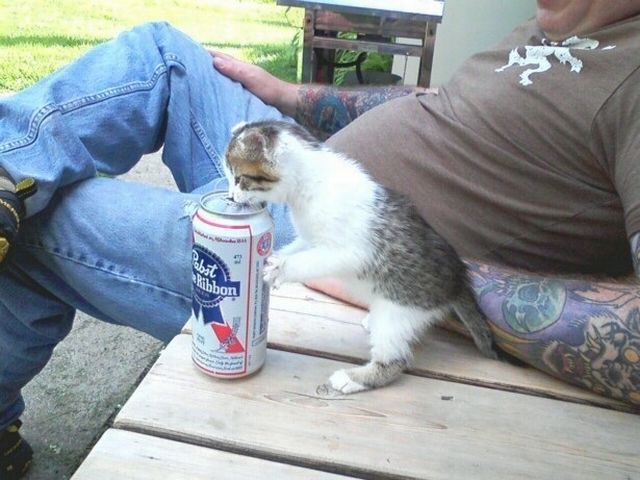 本当に可愛すぎる動物たちの写真