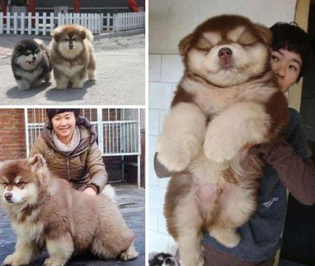 愛嬌ありすぎるミックス犬の写真