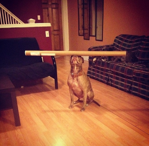 すごいバランス…頭にいろんな物を載せてもピタッとバランスをとる犬