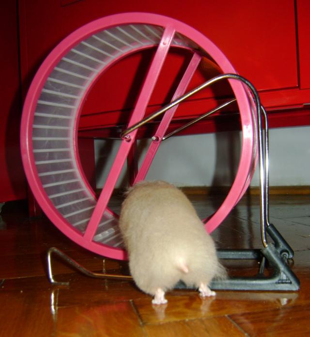 ハムスターのお尻（ハムケツ）は、本当に可愛すぎる写真