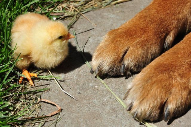 癒しの可愛い動物画像