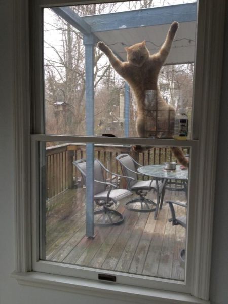 ちょっと可愛すぎる動物たちの写真