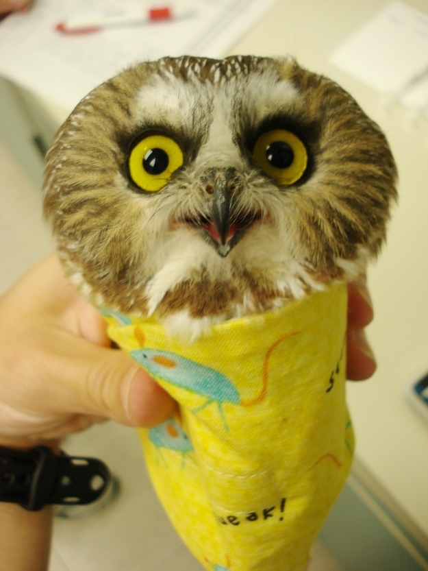 イケメンなうえ愛嬌のあるフクロウの写真