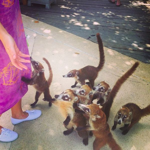 ちょっと可愛すぎる動物たちの写真