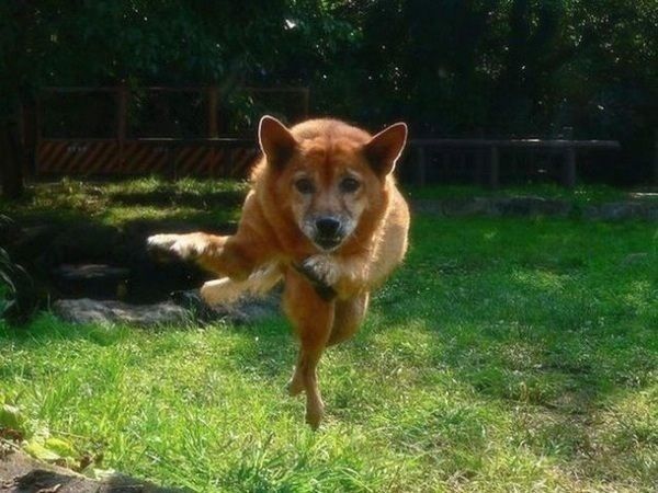 見ているだけで笑える動物のオモシロ画像