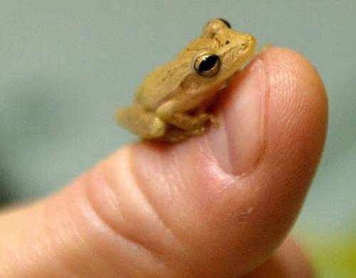 世界最小の脊椎動物！体長わずか7.7ミリのちっちゃいカエルPaedophryne amauensisの写真