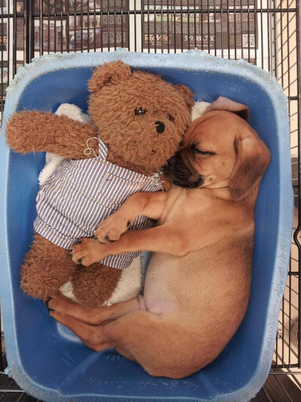 可愛い動物とぬいぐるみのコラボが本当に可愛すぎてやばい写真