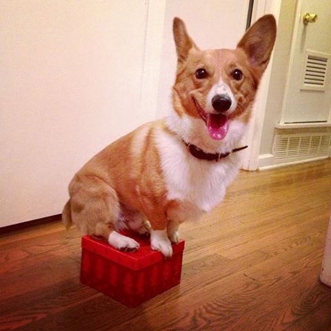 コーギーは幸せそうでかわいいよねと思う写真