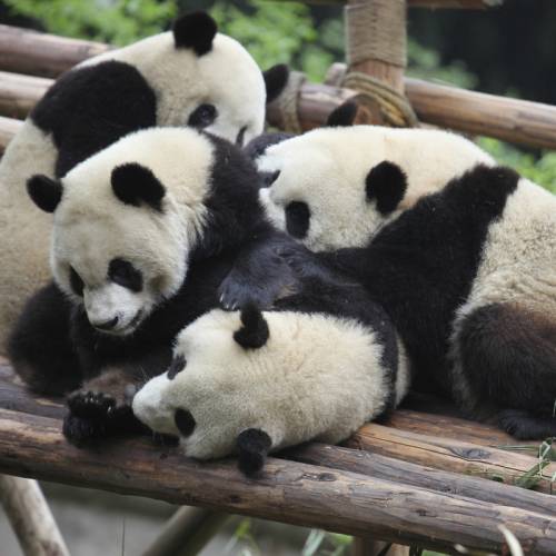 寄り添う動物たち