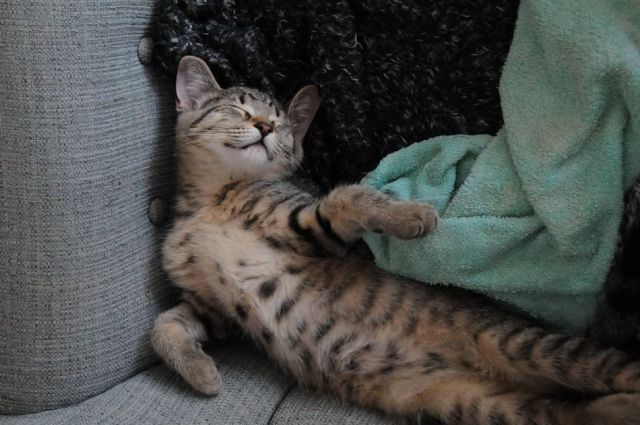 なんで動物ってこんなに可愛いんだろと思える写真