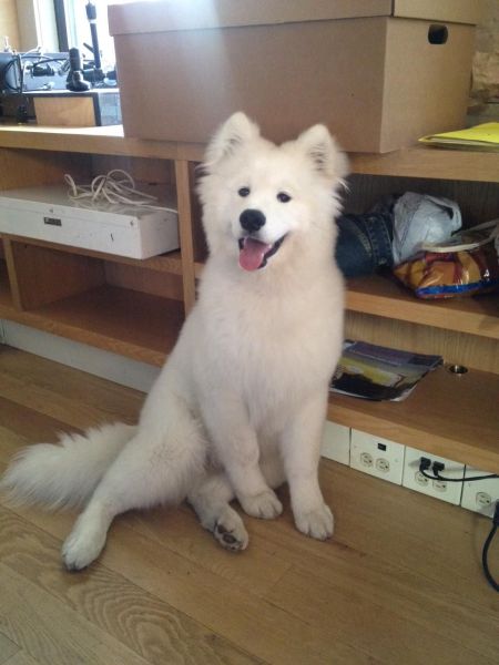 癒しの動物たちの写真