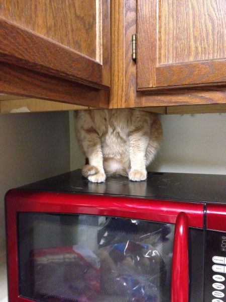 癒しの動物たちの写真