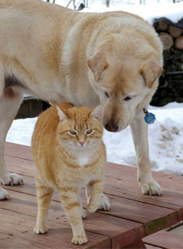 とても仲良しな動物たちの写真