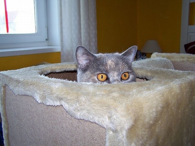 猫のかくれんぼ